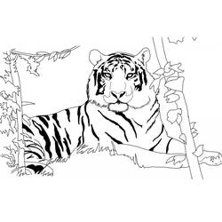 Tiger (Animals) coloring page #174914 to print and color