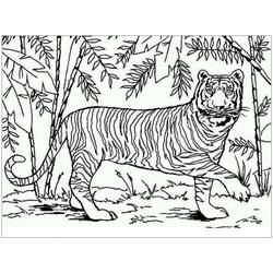 Tiger (Animals) coloring page #174915 to print and color