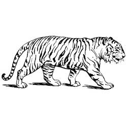 Tiger (Animals) coloring page #174928 to print and color