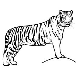 Tiger (Animals) coloring page #174931 to print and color
