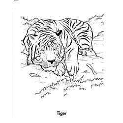 Tiger (Animals) coloring page #174939 to print and color