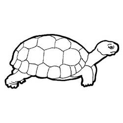 Coloring page: Tortoise (Animals) #13394 - Printable coloring pages
