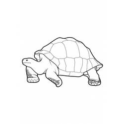 Coloring page: Tortoise (Animals) #13424 - Free Printable Coloring Pages