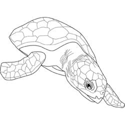 Coloring page: Tortoise (Animals) #13473 - Free Printable Coloring Pages
