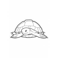 Coloring page: Tortoise (Animals) #13507 - Printable coloring pages