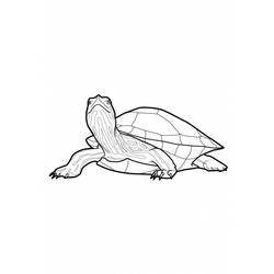 Coloring page: Tortoise (Animals) #13550 - Free Printable Coloring Pages