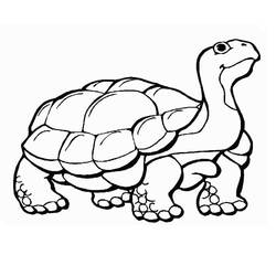Tortoise (Animals) coloring page #180118 to print and color