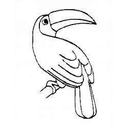 Toucan (Animals) coloring page #197550 to print and color