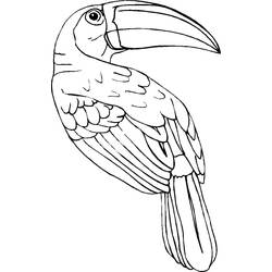 Toucan (Animals) coloring page #197556 to print and color