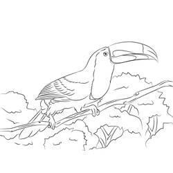 Toucan (Animals) coloring page #197561 to print and color