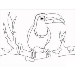 Toucan (Animals) coloring page #197565 to print and color