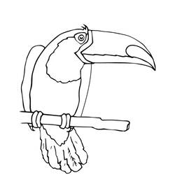Toucan (Animals) coloring page #197571 to print and color