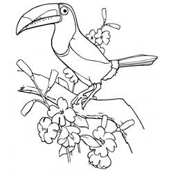 Toucan (Animals) coloring page #197572 to print and color