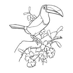 Toucan (Animals) coloring page #197573 to print and color