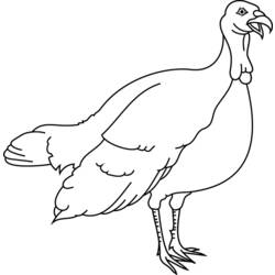 Coloring page: Turkey (Animals) #5308 - Printable coloring pages