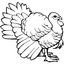 Coloring page: Turkey (Animals) #5315 - Printable coloring pages