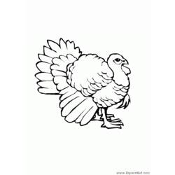 Coloring page: Turkey (Animals) #5330 - Printable coloring pages