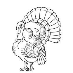 Coloring page: Turkey (Animals) #5352 - Printable coloring pages