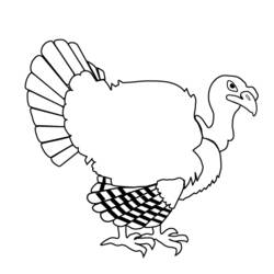 Coloring page: Turkey (Animals) #5362 - Free Printable Coloring Pages