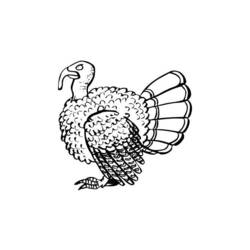 Coloring page: Turkey (Animals) #5368 - Free Printable Coloring Pages
