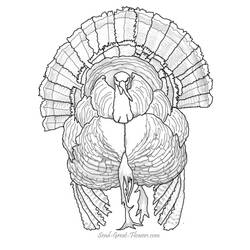 Coloring page: Turkey (Animals) #5376 - Free Printable Coloring Pages