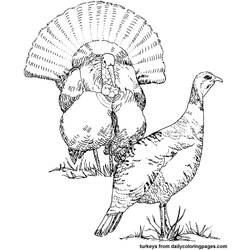 Coloring page: Turkey (Animals) #5382 - Printable coloring pages