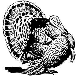 Coloring page: Turkey (Animals) #5388 - Free Printable Coloring Pages