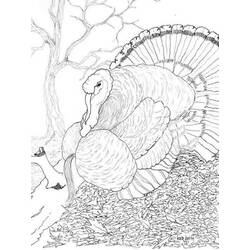 Coloring page: Turkey (Animals) #5390 - Free Printable Coloring Pages