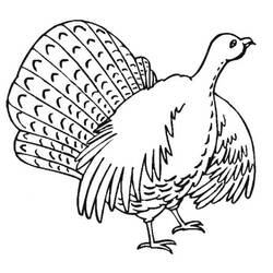 Coloring page: Turkey (Animals) #5425 - Free Printable Coloring Pages