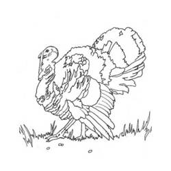 Coloring page: Turkey (Animals) #5452 - Free Printable Coloring Pages