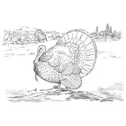 Coloring page: Turkey (Animals) #5458 - Printable coloring pages