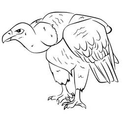Vulture (Animals) coloring page #205313 to print and color