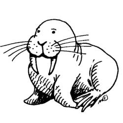 Coloring page: Walrus (Animals) #16463 - Printable coloring pages