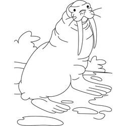 Coloring page: Walrus (Animals) #16528 - Free Printable Coloring Pages