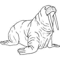 Coloring page: Walrus (Animals) #16561 - Printable coloring pages