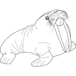 Coloring page: Walrus (Animals) #16567 - Printable coloring pages