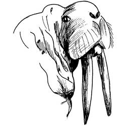 Coloring page: Walrus (Animals) #16592 - Free Printable Coloring Pages