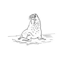 Coloring page: Walrus (Animals) #16600 - Free Printable Coloring Pages