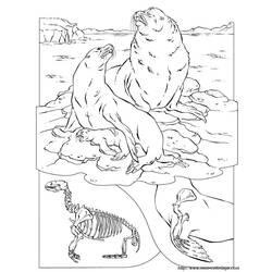 Coloring page: Walrus (Animals) #16606 - Free Printable Coloring Pages