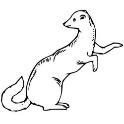 Coloring page: Weasel (Animals) #205430 - Free Printable Coloring Pages