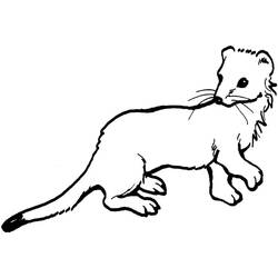 Coloring page: Weasel (Animals) #205451 - Free Printable Coloring Pages