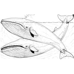 Coloring page: Whale (Animals) #872 - Printable coloring pages