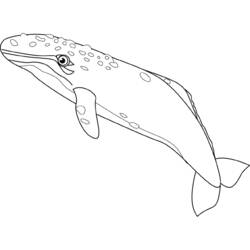 Coloring page: Whale (Animals) #874 - Free Printable Coloring Pages