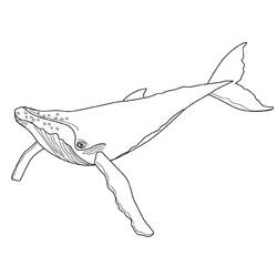 Coloring page: Whale (Animals) #881 - Printable coloring pages