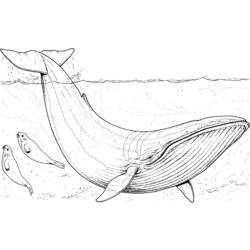 Coloring page: Whale (Animals) #886 - Printable coloring pages