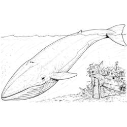 Coloring page: Whale (Animals) #895 - Printable coloring pages