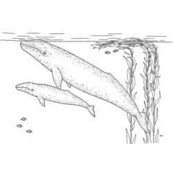 Coloring page: Whale (Animals) #901 - Free Printable Coloring Pages