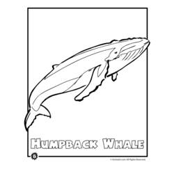 Coloring page: Whale (Animals) #915 - Free Printable Coloring Pages