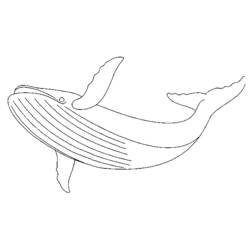 Coloring page: Whale (Animals) #922 - Printable coloring pages