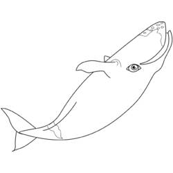 Coloring page: Whale (Animals) #928 - Free Printable Coloring Pages